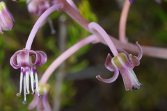 Ledebouria ovalifolia