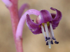 Ledebouria ovalifolia