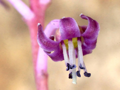 Ledebouria ovalifolia