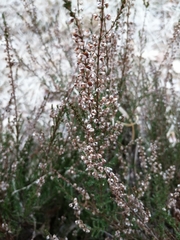 Calluna vulgaris