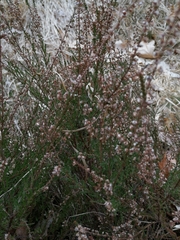 Calluna vulgaris