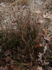Calluna vulgaris