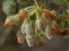 Ephebus