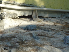 Ctenosaura similis similis