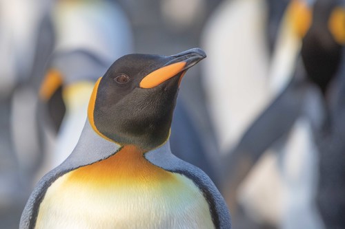 King Penguin