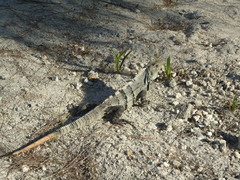 Ctenosaura similis similis