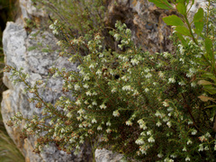Ephebus