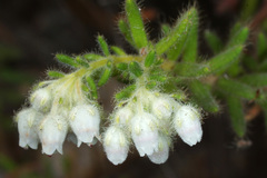 Ephebus