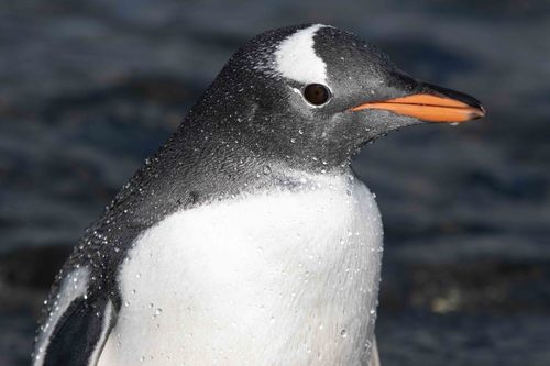 Gentoo Penguin