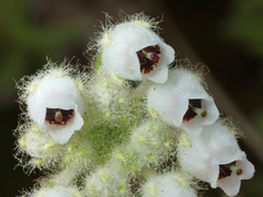 Ephebus