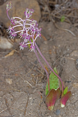 Ledebouria ovalifolia