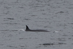 Balaenoptera borealis