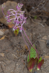 Ledebouria ovalifolia