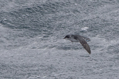 Pelecanoides georgicus