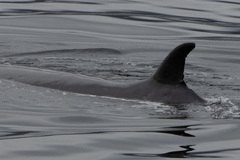 Balaenoptera borealis