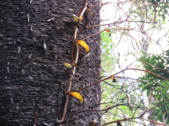 Pseudovanilla foliata