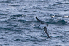 Procellaria cinerea
