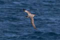 Procellaria cinerea