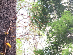 Pseudovanilla foliata