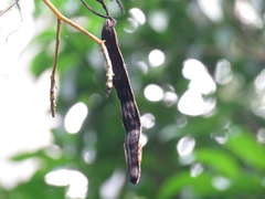 Pseudovanilla foliata
