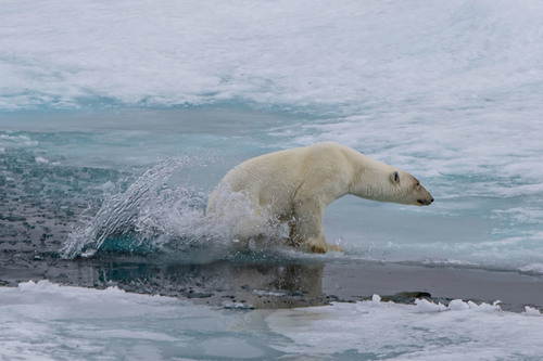 Polar bear