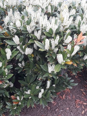Magnoliopsida