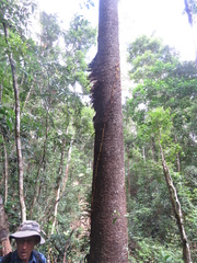 Pseudovanilla foliata