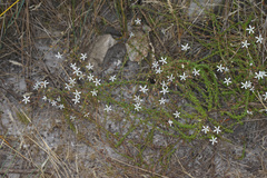 Wahlenbergia tenella