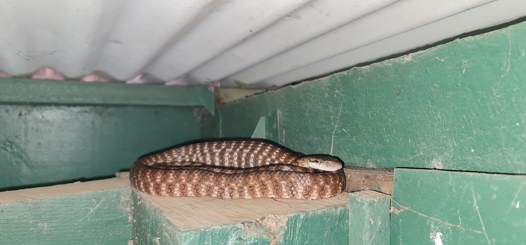 Brown Tree Snake