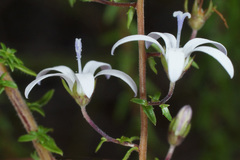 Wahlenbergia tenella