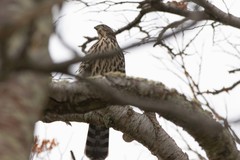Accipiter chilensis
