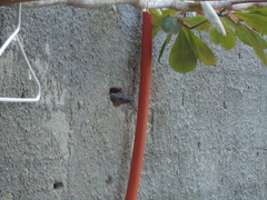 Ctenosaura similis similis