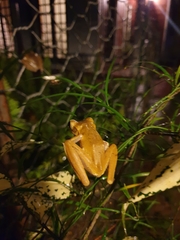 Polypedates cruciger