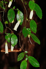 Fieldia australis