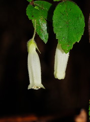 Fieldia australis