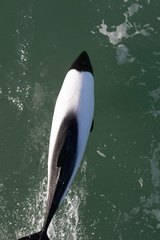 Cephalorhynchus commersonii