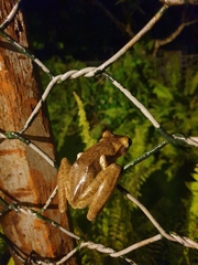 Polypedates cruciger