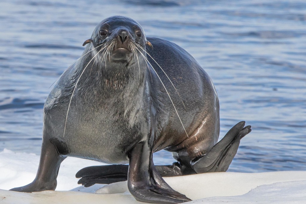 Antarctic Fur Seal