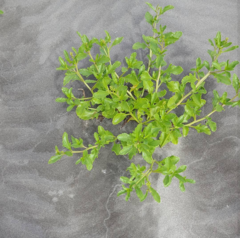 Cakile edentula edentula