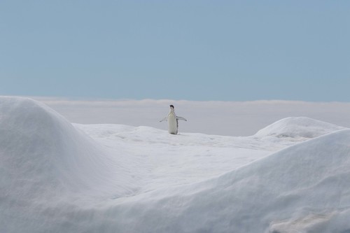 Emperor Penguin