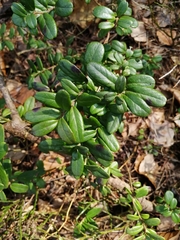 Vaccinium vitis-idaea
