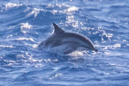 Clymene Dolphin (East Coast Pelagics) · iNaturalist