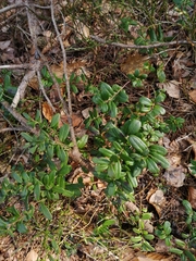 Vaccinium vitis-idaea