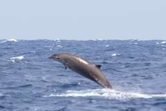 Mesoplodon europaeus