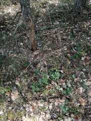 Vaccinium vitis-idaea