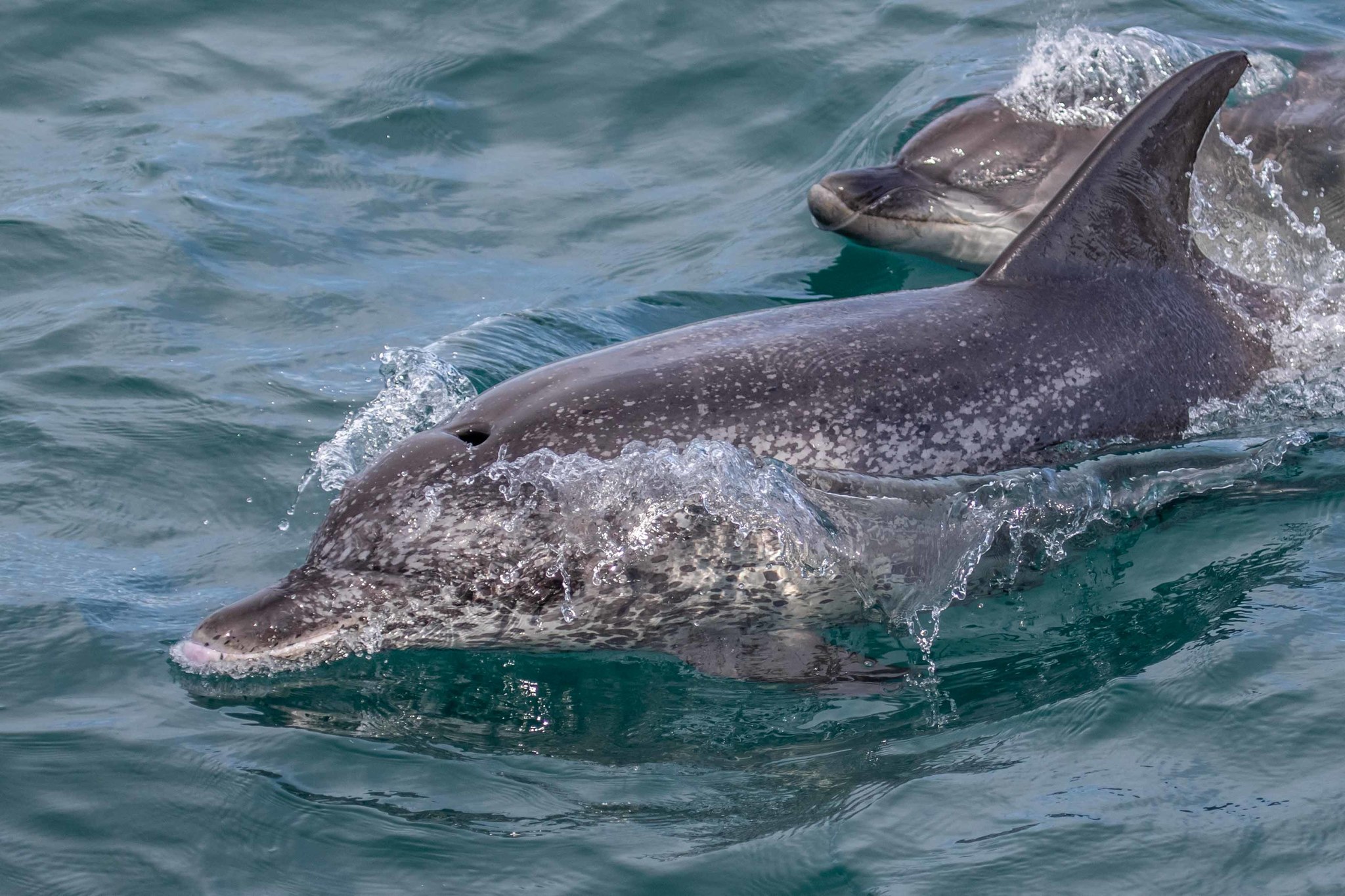 Atlantic Spotted Dolphin (Stenella frontalis) · iNaturalist