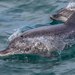 Delfín Moteado del Atlántico - Photo (c) whale_nerd, algunos derechos reservados (CC BY-NC), uploaded by whale_nerd