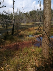 Vaccinium vitis-idaea