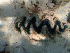 Image of Tridacna noae