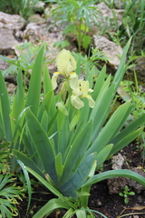 Iris imbricata